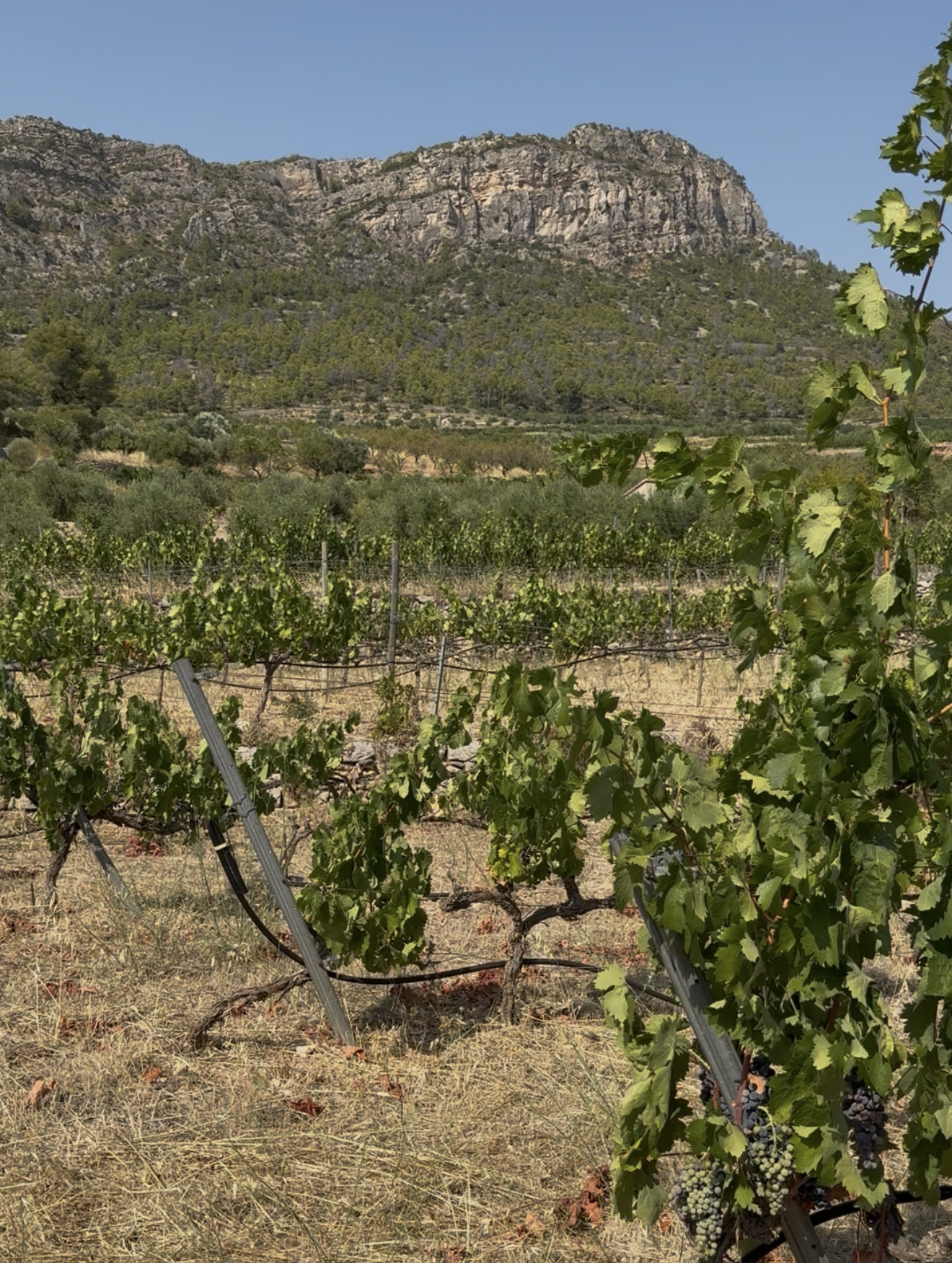 Por qué el Priorat da tan poca uva